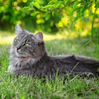 Gray cat