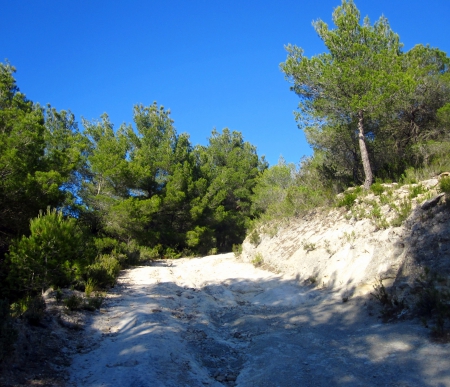 Pinetrees - white, nature, sky, trees, blue, green, tree, rocks