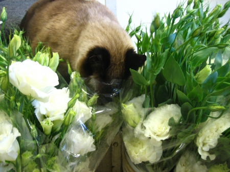 Siamese cat - paws, cat, flowers, cute, outdoors, siamese