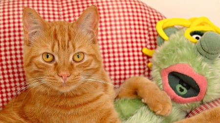 Orange tabby cat - cute, paws, orange, cat, tabbby