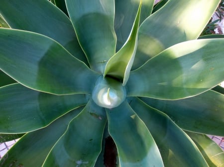 Cactus - nature, green, photography, sunshine, cactus