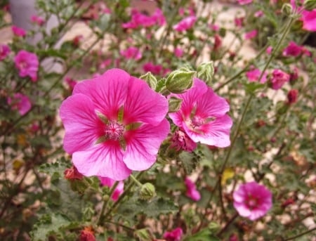 Pretty in pink - nature, macro, pink, photography, beautiful, green, flowers, flower