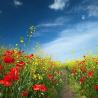 Poppies Field