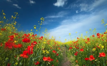 Poppies Field - clouds, poppy, poppies, flowers field, grass, flowers, path, nature, green, field, sky