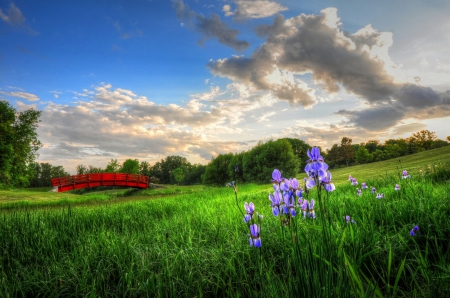 A Beautiful Day - flowers, nature, summer, green, grass, sky, bridge, cloyds