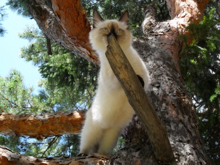 Cat - sleepy, cute, beautiful, cat, sleeping, kitty, cats, hat, cat face, paws, face, animals, pretty, beauty, sweet, kitten, lovely