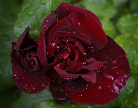 â™¥â™¥â™¥ Velvet rose  â™¥â™¥â™¥ - nature, velvet, flowers, rose