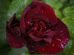 ♥♥♥ Velvet rose  ♥♥♥