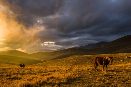 Freedom - dark clouds, fields, hills, animals, sunset, horses, yellow, golden, grass