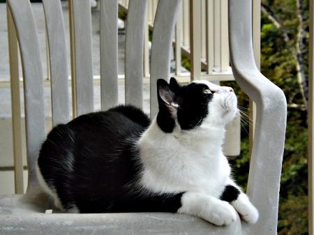 on the bug hunt - white, black, cat, buddy