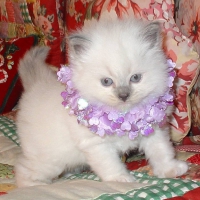 cute ragdoll kitty