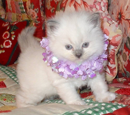 cute ragdoll kitty - cats, kitty, animals, cute