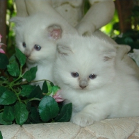 2 ragdoll baby kittens in the flower garden