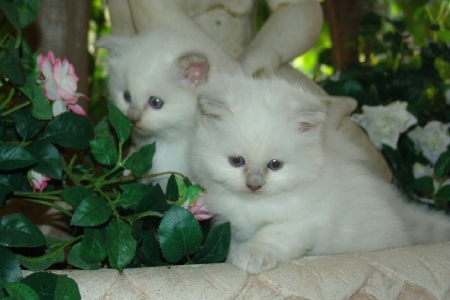 2 ragdoll baby kittens in the flower garden - cute, animals, kittens, cats