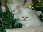 2 ragdoll baby kittens in the flower garden