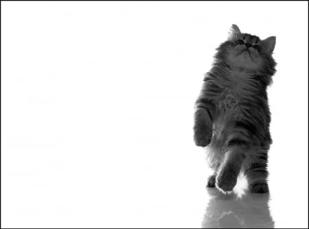 Black & White - black, white, photography, cats, animals