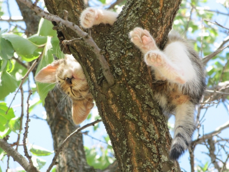 Cat - sleepy, cute, beautiful, cat, sleeping, kitty, cats, hat, cat face, paws, face, animals, pretty, beauty, sweet, kitten, lovely