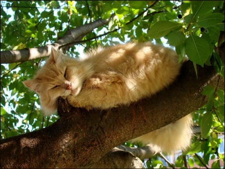 Cat - sleeping, beauty, cat face, hat, animals, sleepy, paws, face, pretty, cute, cat, kitty, lovely, kitten, cats, beautiful, sweet