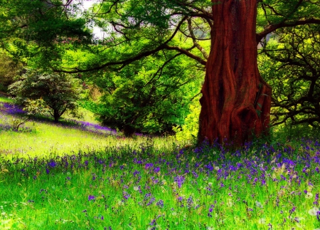 Forest delight - summer, carpet, forest, pretty, greenery, beautiful, flowers, spring, delight, bluebells, grass, freshness, nice, lovely, trees, nature