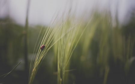 FIELD GRASSES AND LADYBUG - close up, landscape, field, plants, spring, photos, ladybug, macro, weeds, backgrounds, green, grasses