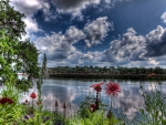 wonderful flowers on a river shore hdr