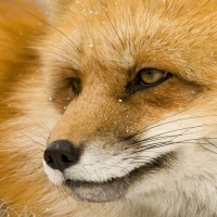 CLOSE UP OF A RED FOX