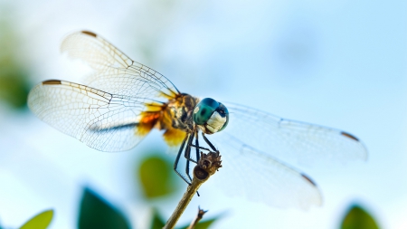 MACRO OF A DRAGONFLY - photos, insects, bug, nature, winged, bugs, wings, macro, dragonfly, close up