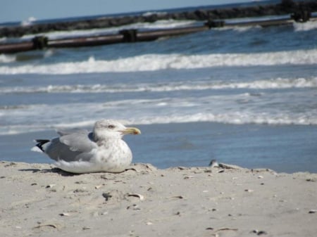 Seagull - beach, city, seagull, new, ocean