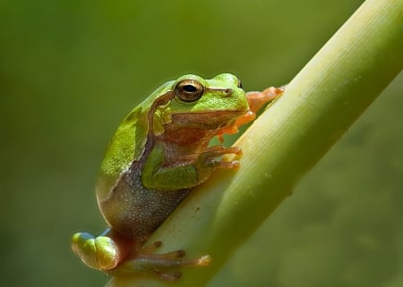 COLORFUL TREE FROG - photos, frog, field, close up, backgrounds, macro, nature, green