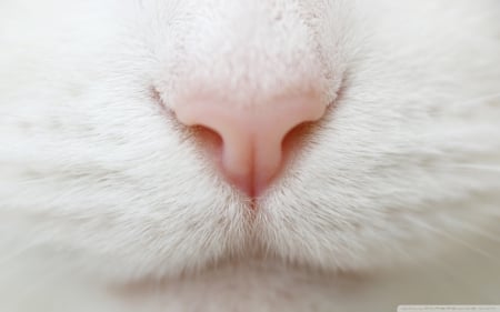 CLOSE UP OF A NOSE - close up, nose, cat, funny, pet, photos, kitten, nature, macro, white cat