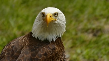 *** Eagle *** - eagle, animal, animals, birds