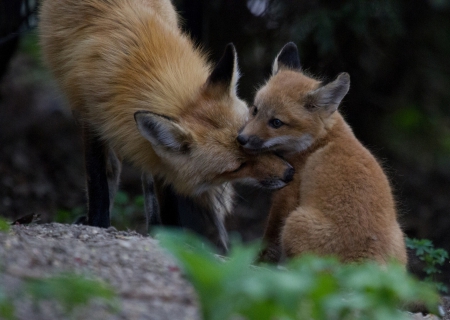 *** Fox *** - red, animal, animals, fox