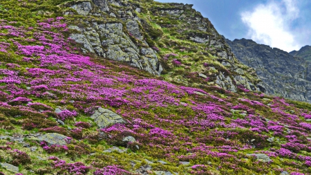 A God's garden - flowers, bluesky, wildnis, beauty, mountains