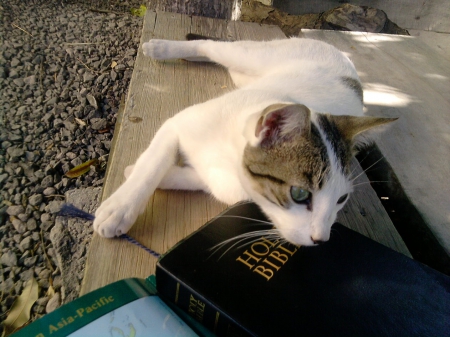 Cat - paws, cat, bench, cute, bible