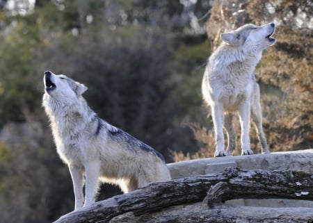 Wolves - usa, nature, predator, wolf, wildlife