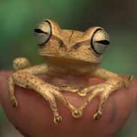 SEXY FEMALE FROG