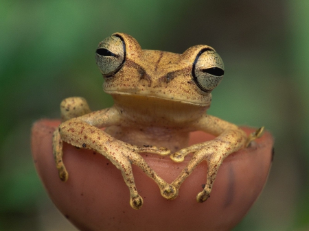 SEXY FEMALE FROG - nature, close up, macro, frogs, eyes, spring, photos