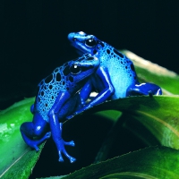 COOL BLUE FROGS - POISON