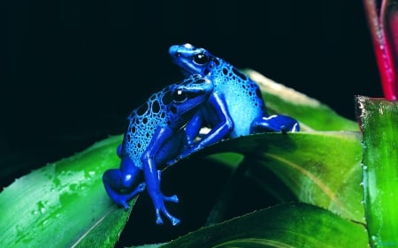 COOL BLUE FROGS - POISON - close up, frogs, animals, photos, nature, poison, macro, wild, blue, leaves