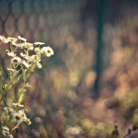 FIELD FLOWERS THROUGH THE FENCE