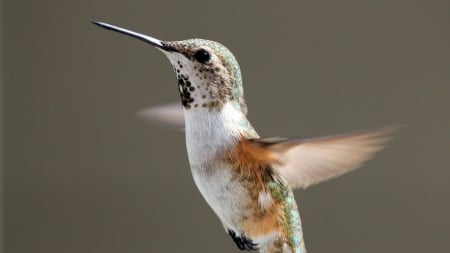 HUMMINGBIRD FLYING - photos, birds, nature, macro, hummingbird, close up