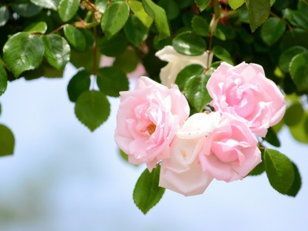 Pink Roses - flowers, roses, tenderness, nature, green, macro, spring, leaves