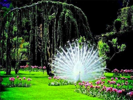 Peacock display - white, peacock, flowers, park, grass