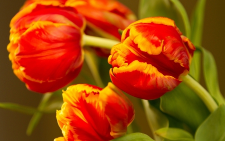 *** Tulips *** - flowers, flower, nature, tulips