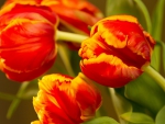 *** Tulips ***