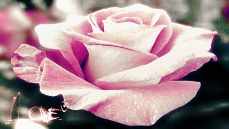 the old rose - roses, lovely, love, pink, flowers, retro, vintage, soft, cute