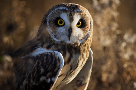 *** Owl *** - animal, animals, bird, beautiful, owl