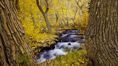 autumn - seasons, river, trees, nature, autumn