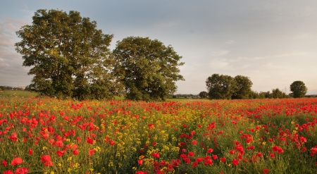 *** Meadow with poppies *** - flowers, nature, meadow, poppies