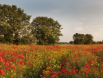 *** Meadow with poppies ***